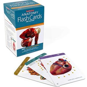 Anatomy Flash Cards (Barrons Test Prep) ISBN-13: 9781438077178