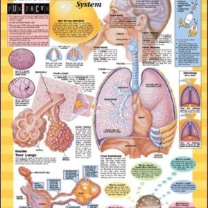 Blueprint for Health Your Respiratory System Chart