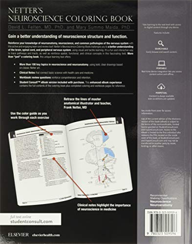 Netter's Neuroscience Coloring Book 1st Edition 9780323509596 - Image 2