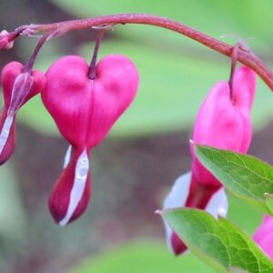 The Mindful Path to Self-Compassion: Freeing Yourself from Destructive Thoughts and Emotions 1st Edition 9781593859756