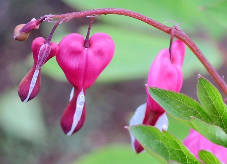 The Mindful Path to Self-Compassion: Freeing Yourself from Destructive Thoughts and Emotions 1st Edition 9781593859756