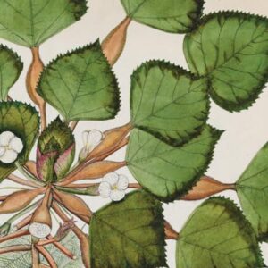 Clandestine Marriage: Botany and Romantic Culture Illustrated Edition 9781421405179