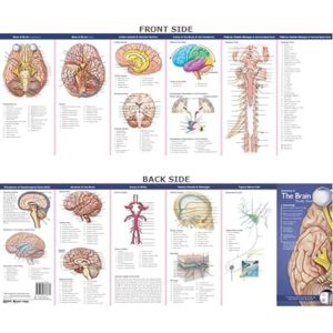 Anatomical Chart Company’s Illustrated Pocket Anatomy: Anatomy of The Brain Study Guide