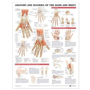 ACC Anatomy and Injuries of The Hand and Wrist Anatomical Chart, 20.00″ x 26.00″