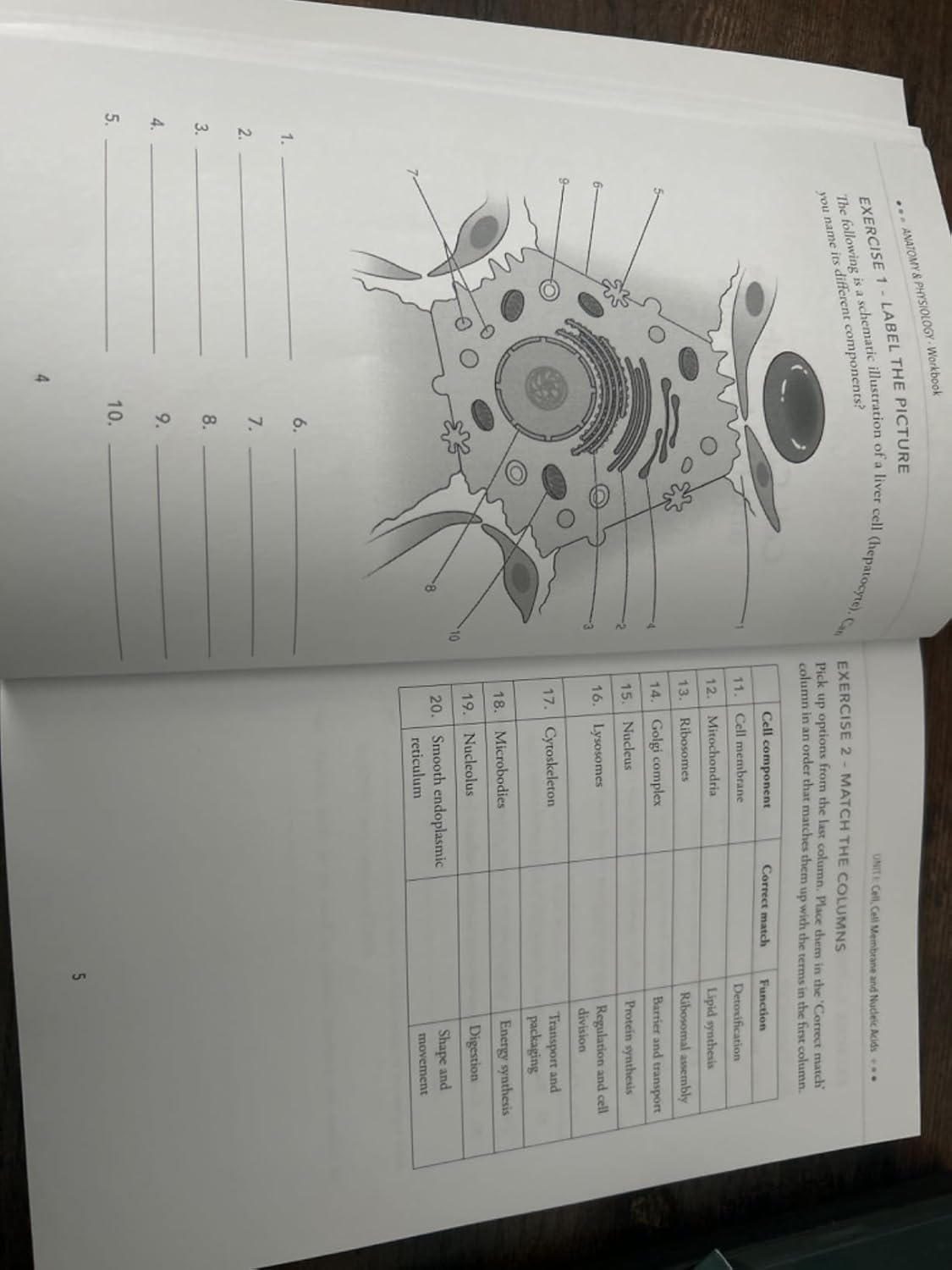 Anatomy & Physiology: The Best and Most Effective Way to Learn the Anatomy and Physiology of the Human Body: Workbook 9781958323045 - Image 13