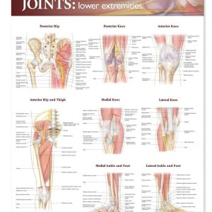Joints of The Lower Extremities Anatomical Chart