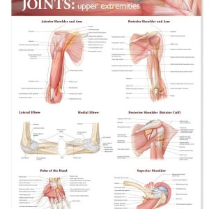 ACC Joints of The Upper Extremities Anatomical Chart