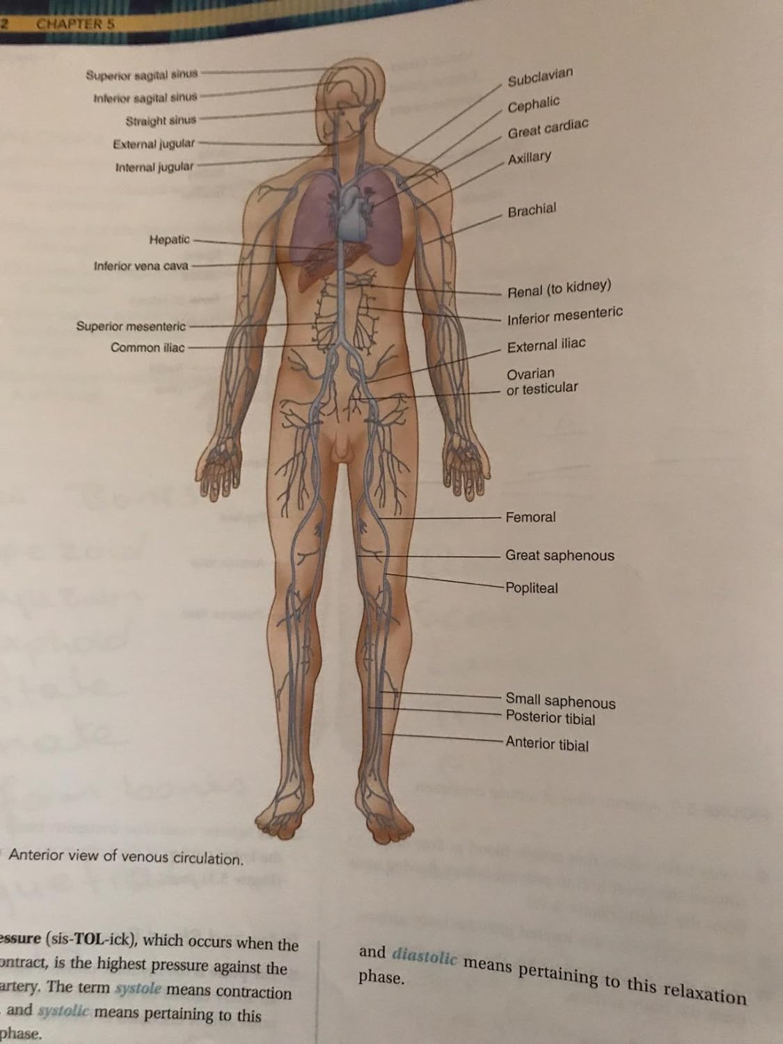 Medical Terminology for Health Professions, Spiral bound Version 8th Edition 9781305634350 - Image 6