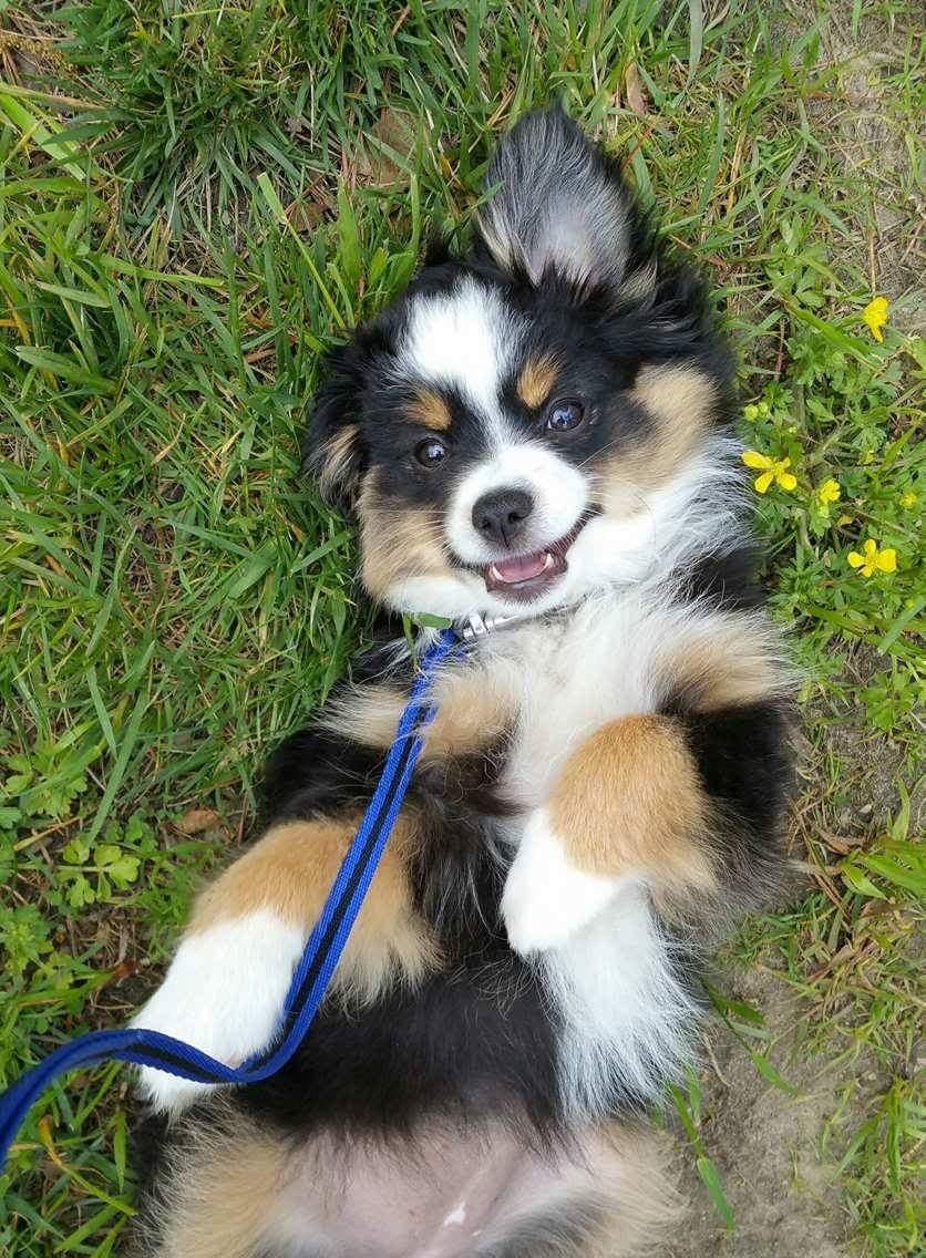 Cancer as a Metabolic Disease: On the Origin, Management, and Prevention of Cancer 1st Edition 9780470584927 - Image 5