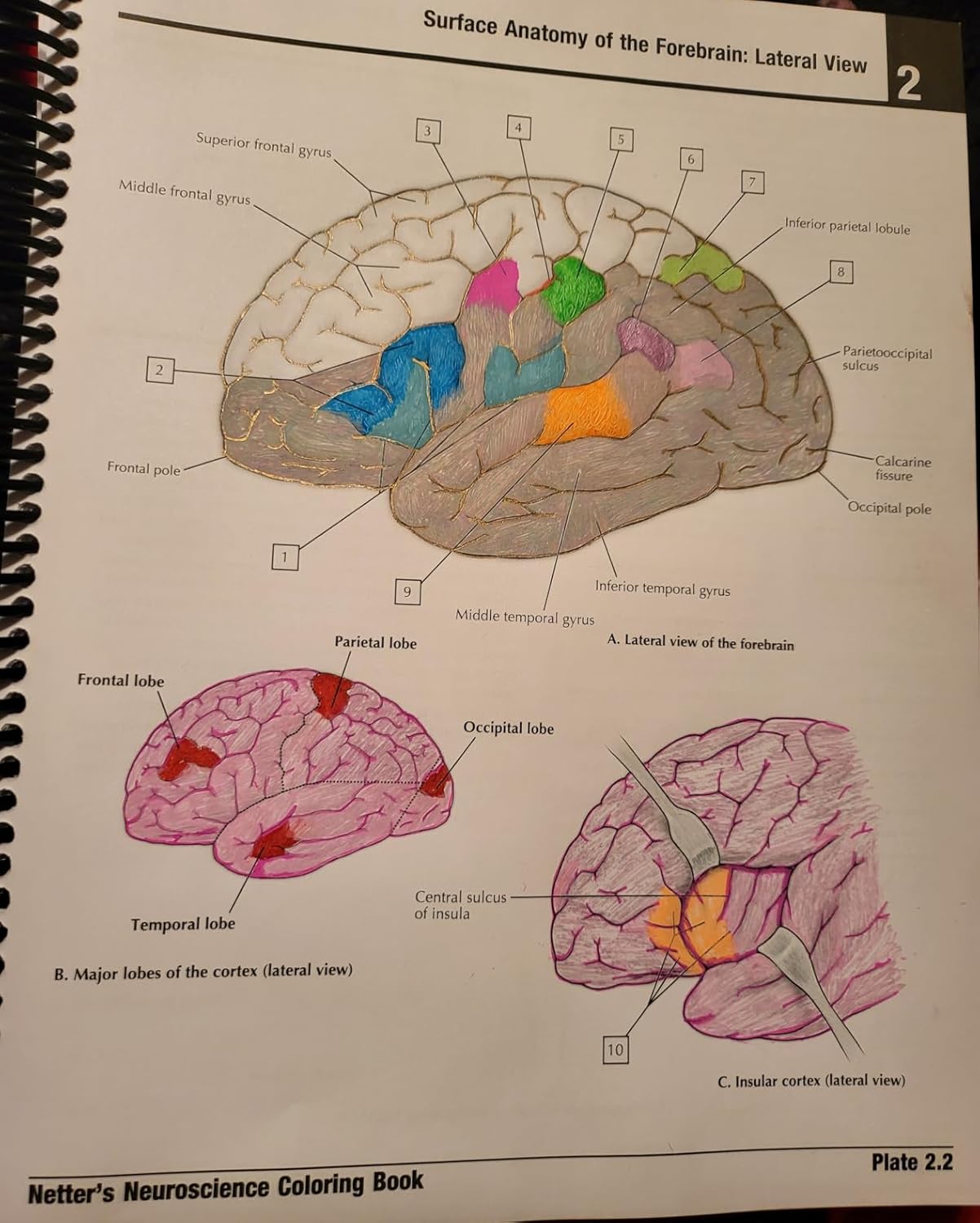 Netter's Neuroscience Coloring Book 1st Edition 9780323509596 - Image 5