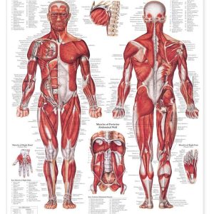 The Muscular System Giant Chart