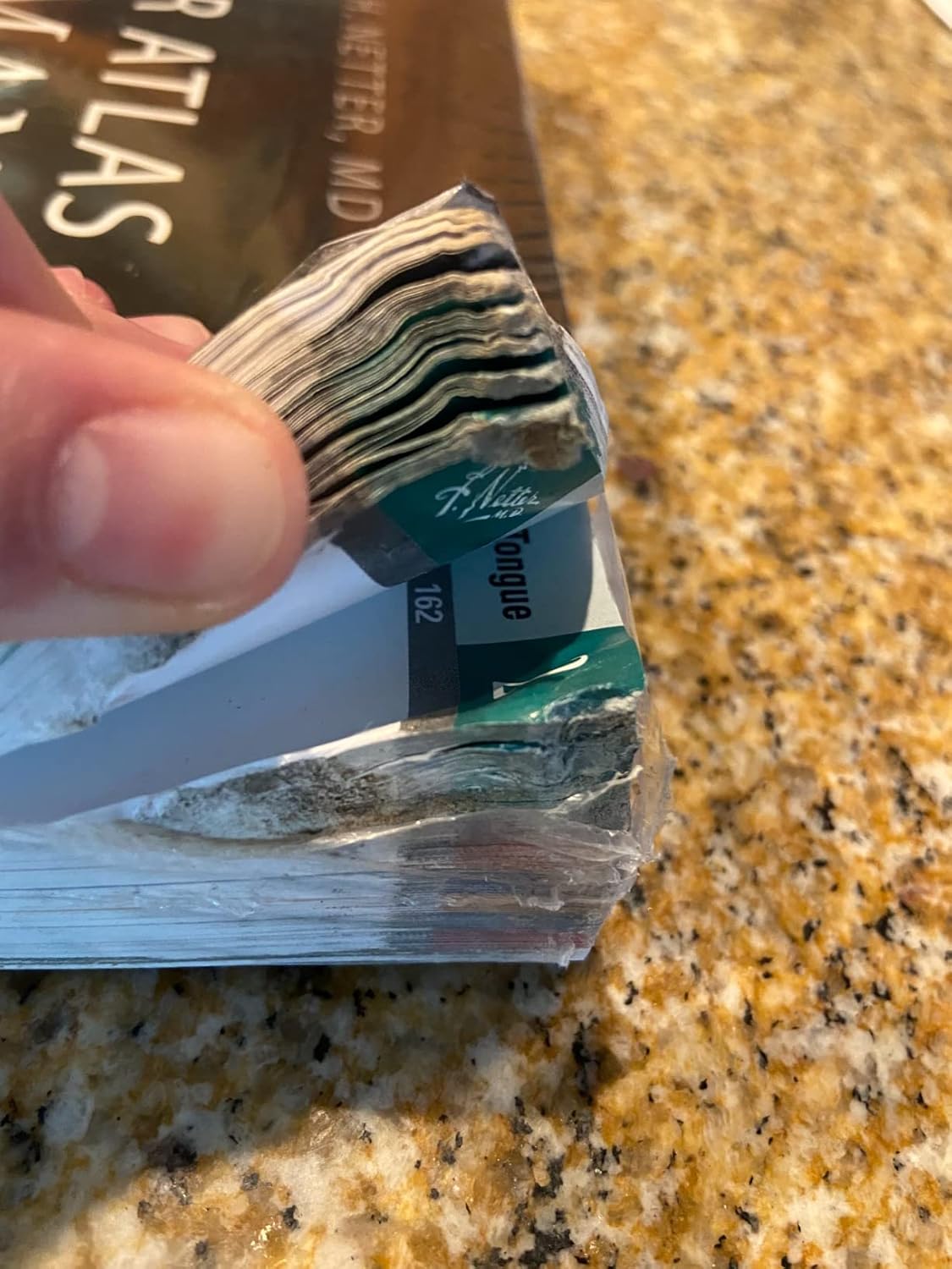 Netter Atlas of Human Anatomy: Classic Regional Approach: paperback + eBook (Netter Basic Science) 8th Edition 9780323680424 - Image 6