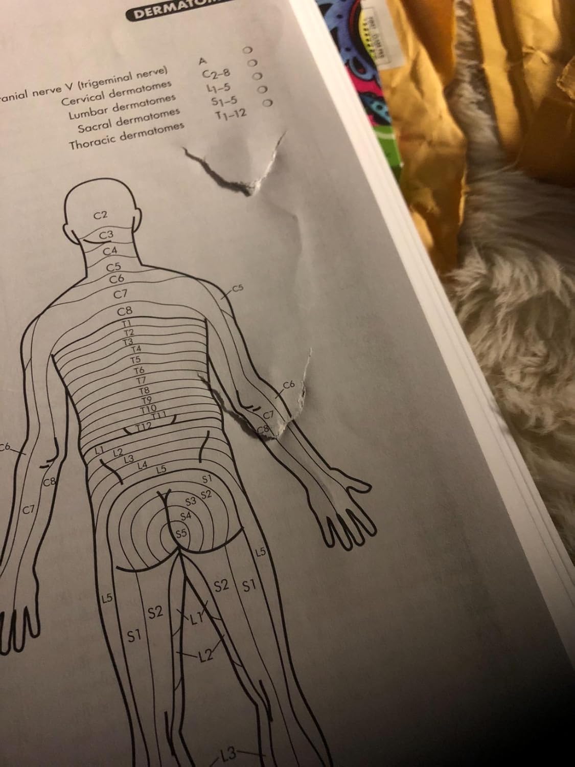 Anatomy Coloring Workbook, 4th Edition: An Easier and Better Way to Learn Anatomy 4th Edition 9780451487872 - Image 8