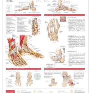 Anatomy and Injuries of the Foot and Ankle