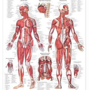 The Female Muscular System Anatomical Chart