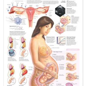 Pregnancy and Birth