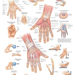 Hand and Wrist Anatomical Chart