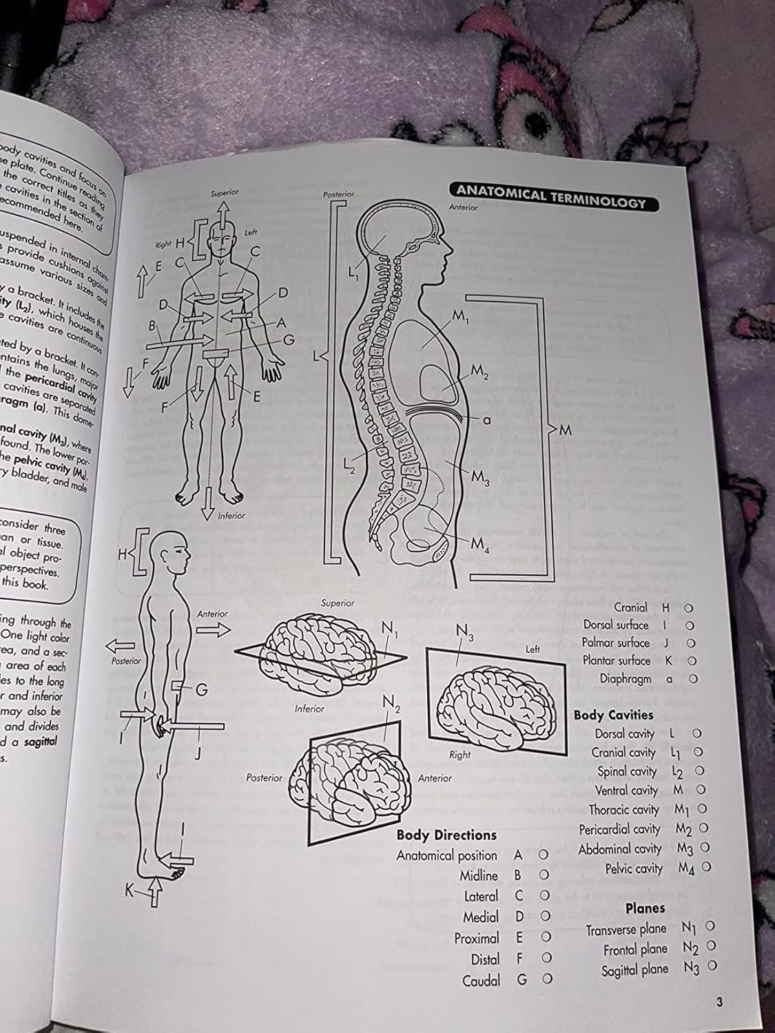 Anatomy Coloring Workbook, 4th Edition: An Easier and Better Way to Learn Anatomy 4th Edition 9780451487872 - Image 5