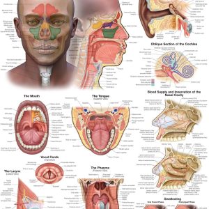 Ear, Nose, and Throat Anatomical Chart