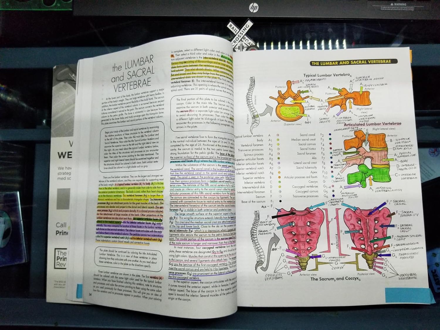 Anatomy Coloring Workbook, 4th Edition: An Easier and Better Way to Learn Anatomy 4th Edition 9780451487872 - Image 10