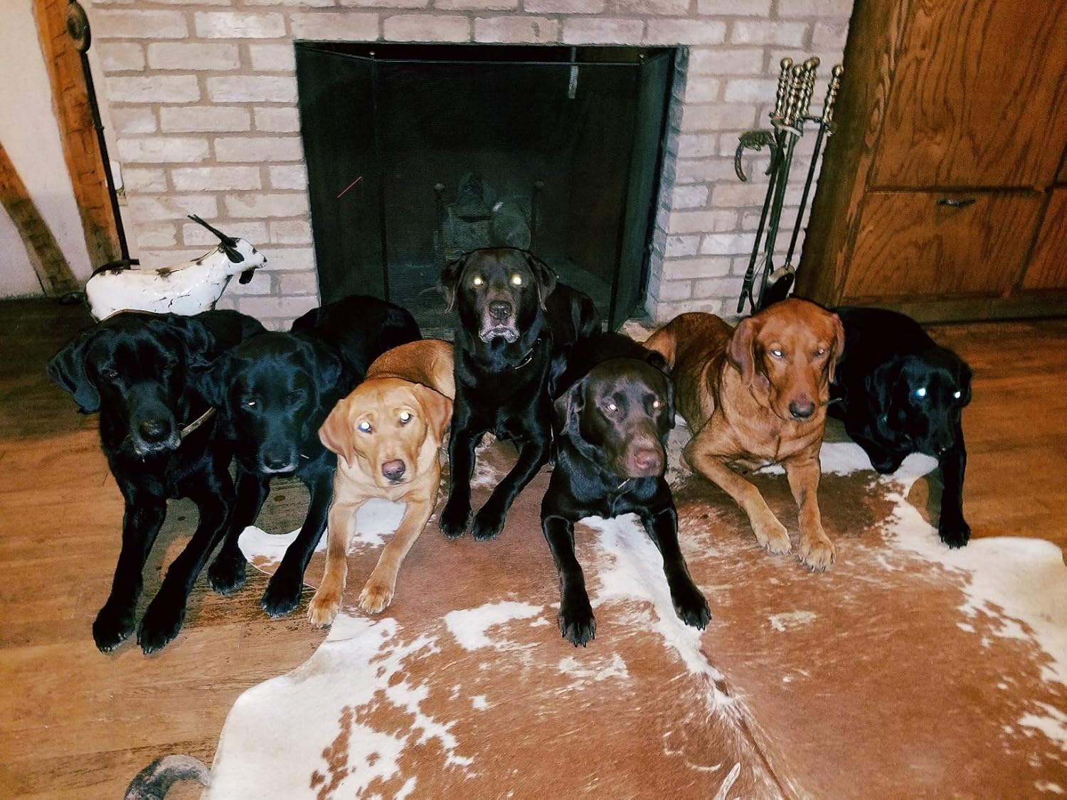 The Merck Veterinary Manual 11th Edition 9780911910612 - Image 5