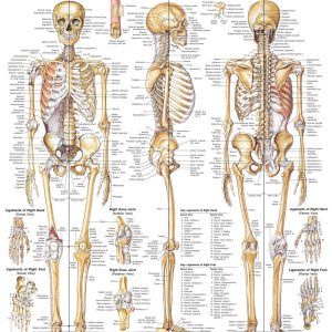 The Skeletal System Anatomical Chart