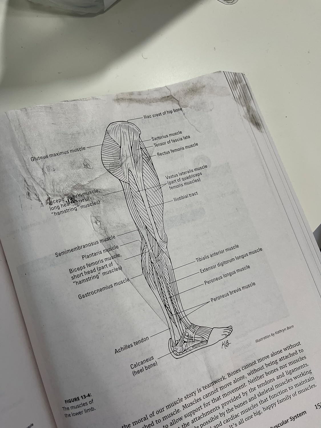 Medical Terminology For Dummies 3rd Edition 9781119625476 - Image 7