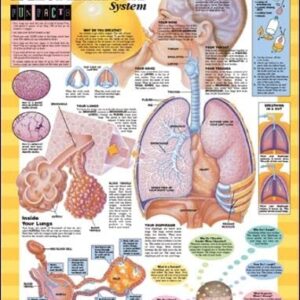 Blueprint for Health Your Respiratory System Chart-ISBN: 9781587797415