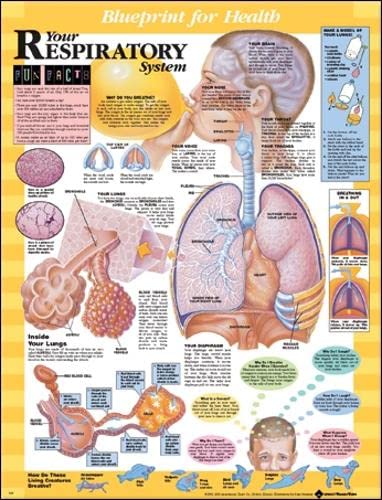 Blueprint for Health Your Respiratory System Chart-ISBN: 9781587797415