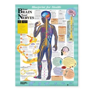 Blueprint for Health Your Brain and Nerves Chart-ISBN: 9781587797439