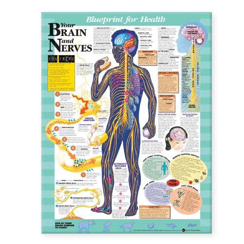 Blueprint for Health Your Brain and Nerves Chart-ISBN: 9781587797439