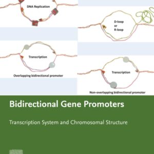 Bidirectional Gene Promoters: Transcription system and chromosomal structure
