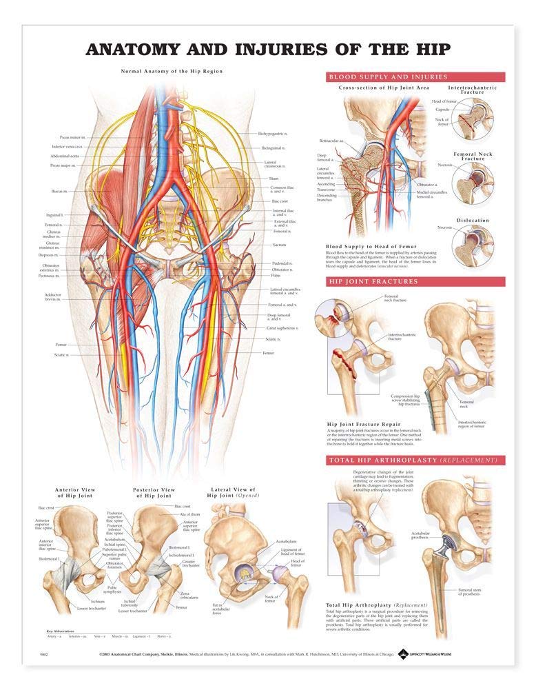 Anatomy and Injuries of the Hip Anatomical Chart-ISBN: 9781587793837