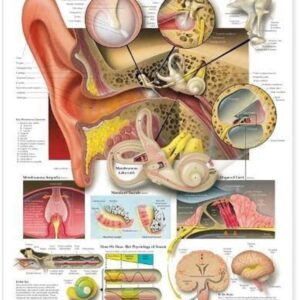 The Ear: Organs of Hearing and Balance Anatomical Chart (9781587791215)-ISBN: 884453246211