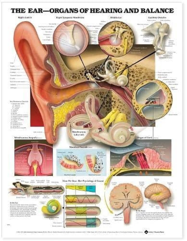 The Ear: Organs of Hearing and Balance Anatomical Chart (9781587791215)-ISBN: 884453246211