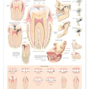 Disorders of the Teeth and Jaw Anatomical Chart-ISBN: 9781587792502