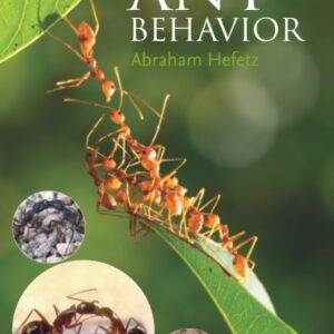 Ant Behavior