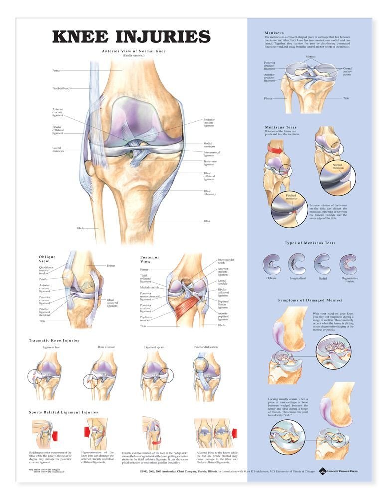Knee Injuries Anatomical Chart-ISBN: 713012989552