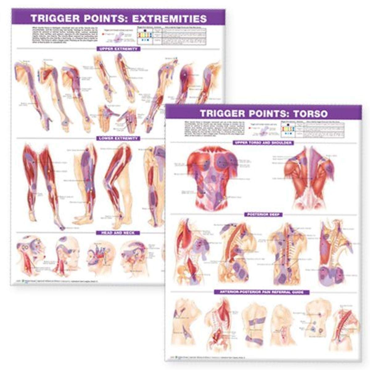 ACC Trigger Point Chart Set: Torso & Extremities Paper-ISBN: 9780781773065