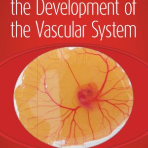 New Insights on the Development of the Vascular System