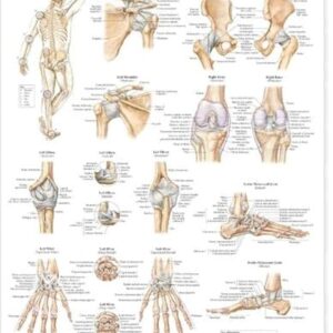 Ligaments of the Joints Anatomical Chart-ISBN: 9781587794667