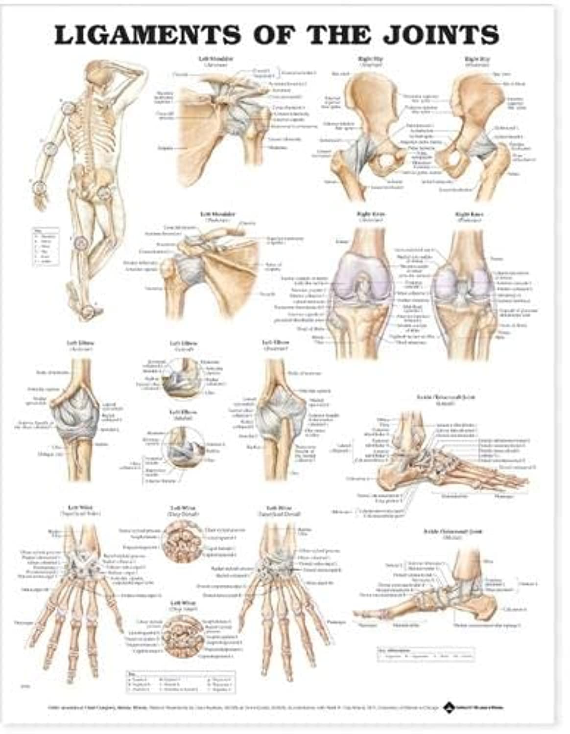 Ligaments of the Joints Anatomical Chart-ISBN: 9781587794667