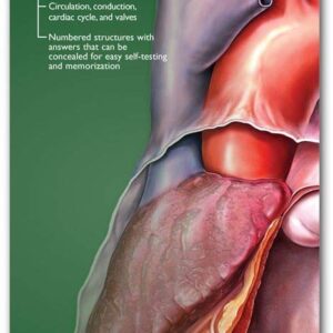 Anatomical Chart Company's Illustrated Pocket Anatomy: Anatomy of The Heart Study Guide-ISBN: 9780781776813