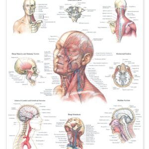 Head and Neck Anatomical Chart-ISBN: 9781587791482
