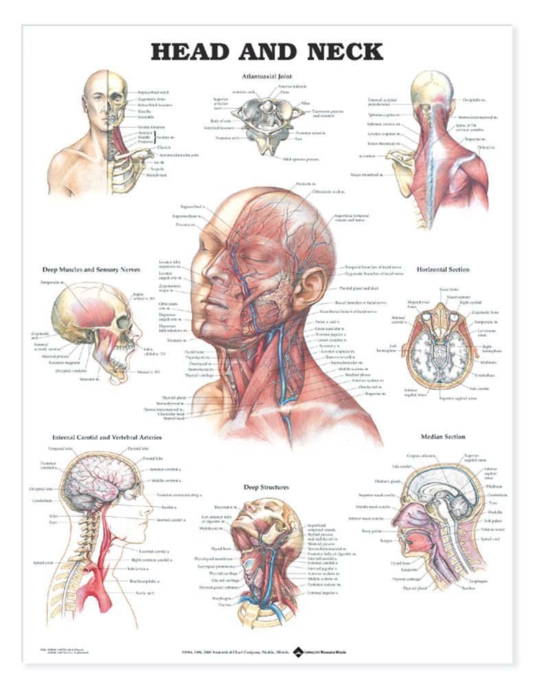Head and Neck Anatomical Chart-ISBN: 9781587791482