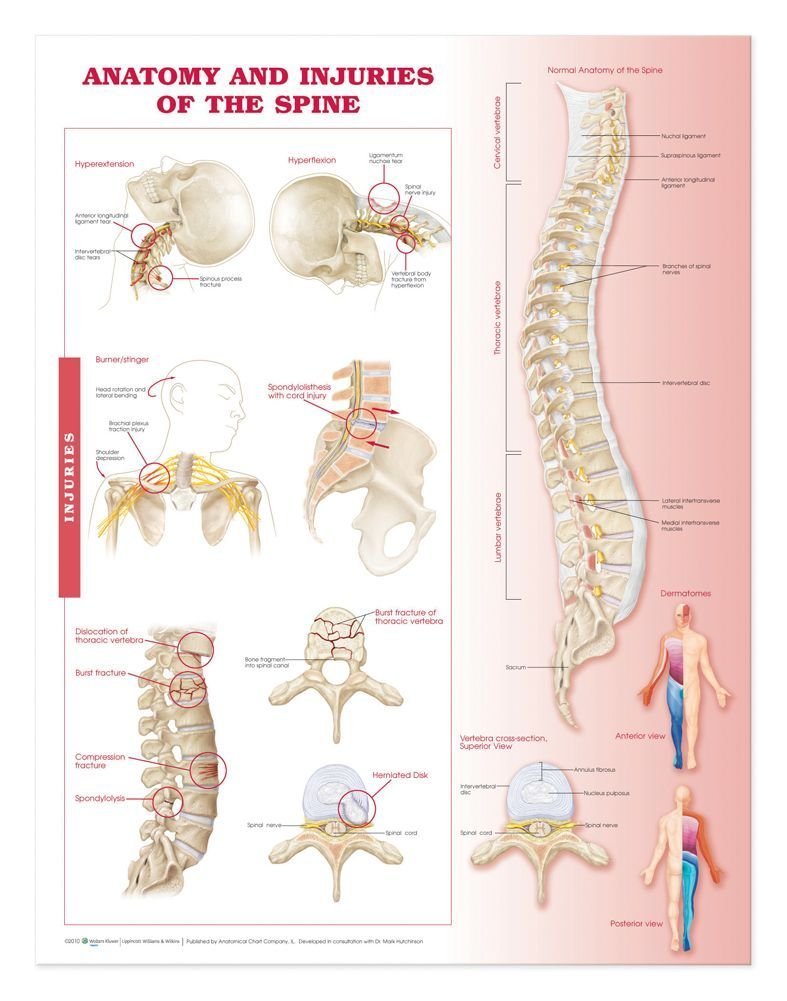 Anatomy and Injuries of The Spine: Anatomical Chart-ISBN: 9780781786669
