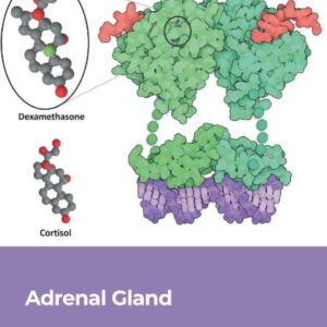 Adrenal Gland (Volume 124) (Vitamins and Hormones