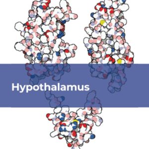 Hypothalamus (Volume 127) (Vitamins and Hormones