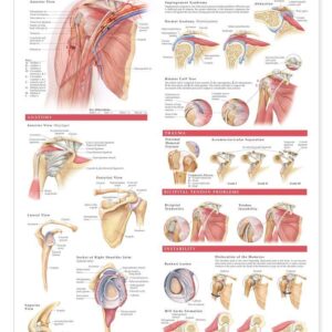 Anatomy and Injuries of the Shoulder Anatomical Chart for Study Room-ISBN: 67371435183