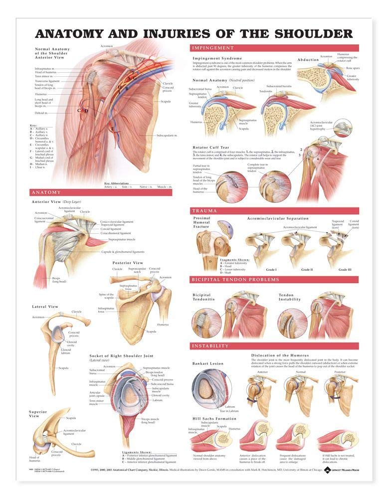 Anatomy and Injuries of the Shoulder Anatomical Chart for Study Room-ISBN: 67371435183